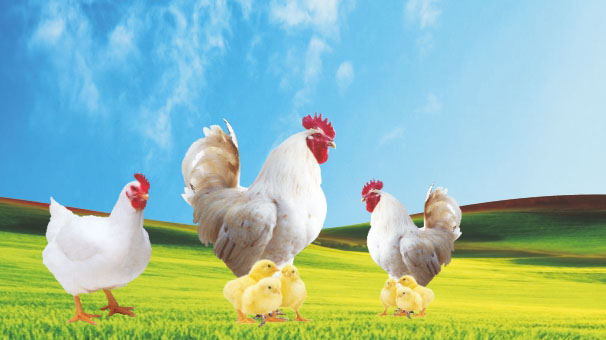 Adventis Global poultry